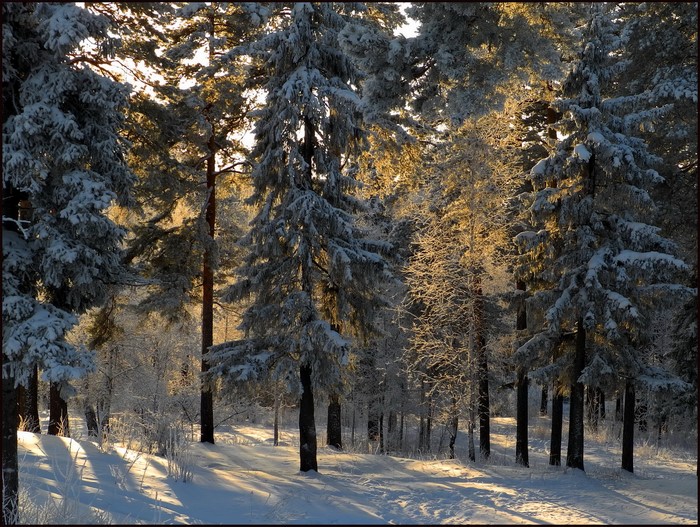 Snowy forest with sunlight filtering through trees