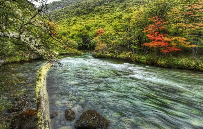 River flowing through a forest with autumn colors