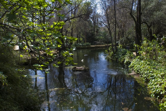 A tranquil stream flows through a lush forest with overhanging branches.