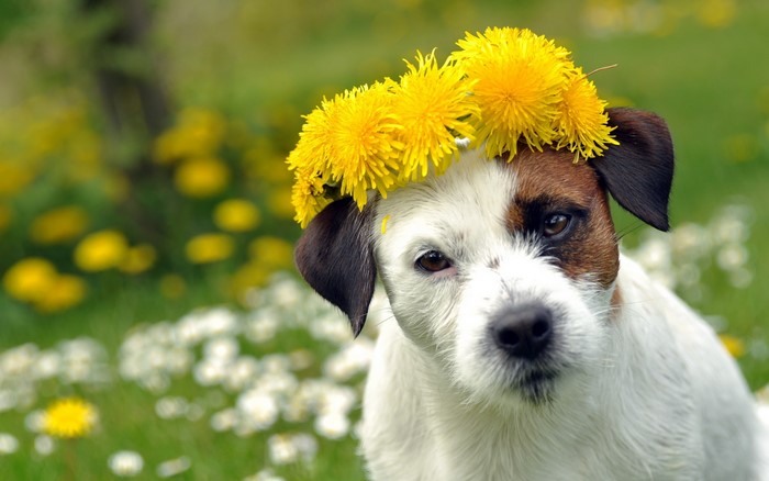 Jack Russell terrier wearing a dandelion crown in a field