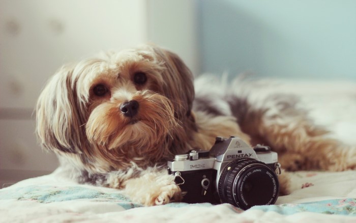 Fluffy dog with a vintage Pentax camera