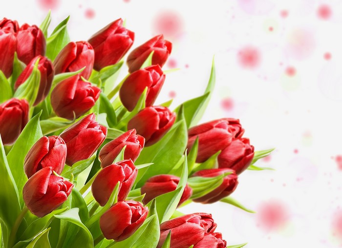 Red Tulips Flower-bud 4K