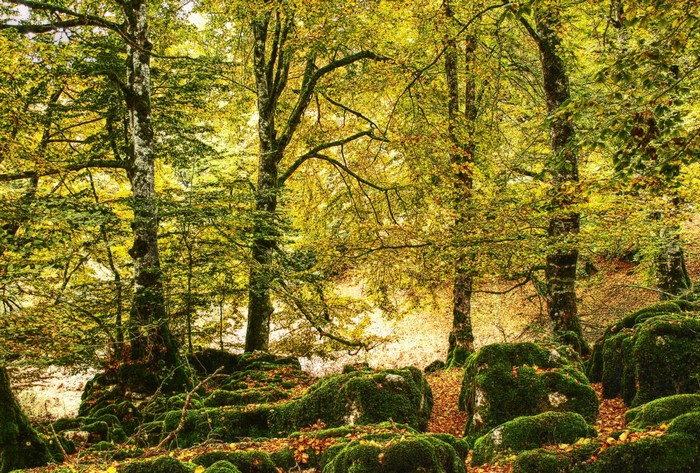Mossy rocks and trees in an autumn forest