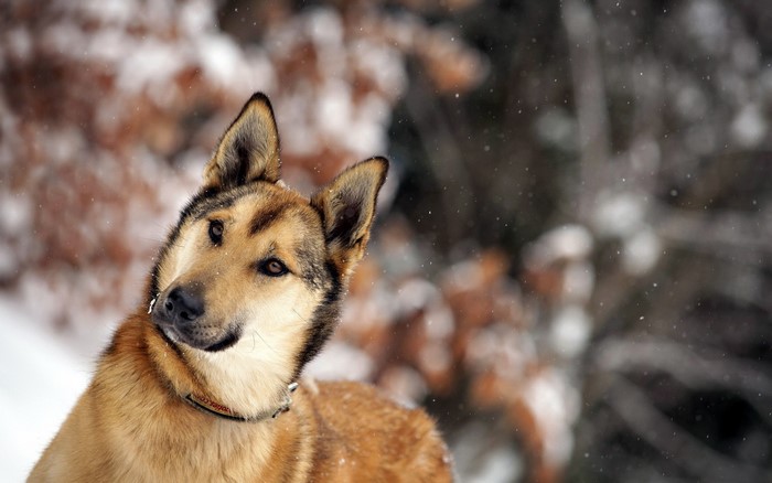 Dog with alert ears in snowy forest