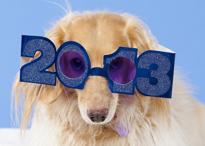 Dachshund wearing 2013 glasses