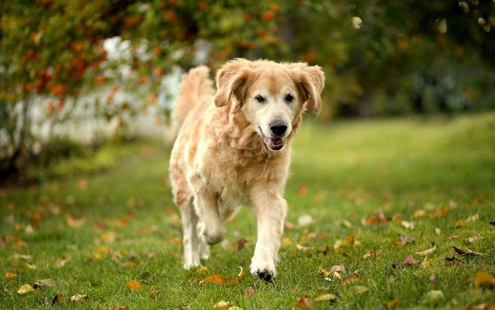 Golden Retriever running on grass with fallen leaves