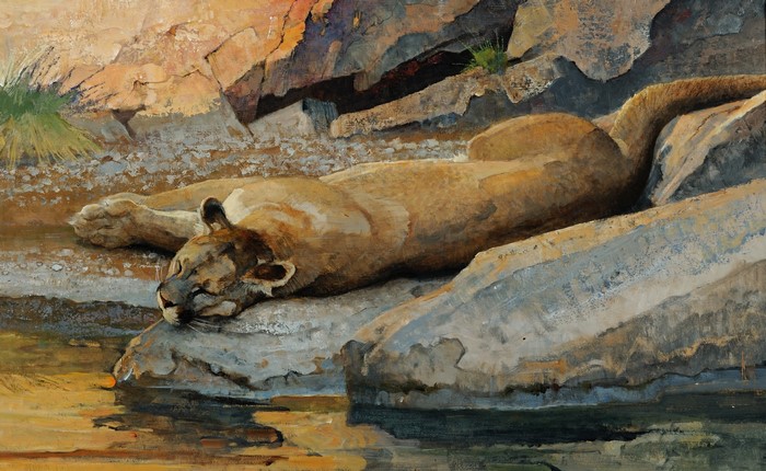 Puma resting on rocks near water painting