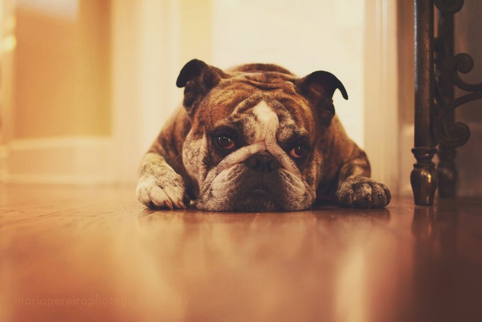 English Bulldog lying on wooden floor