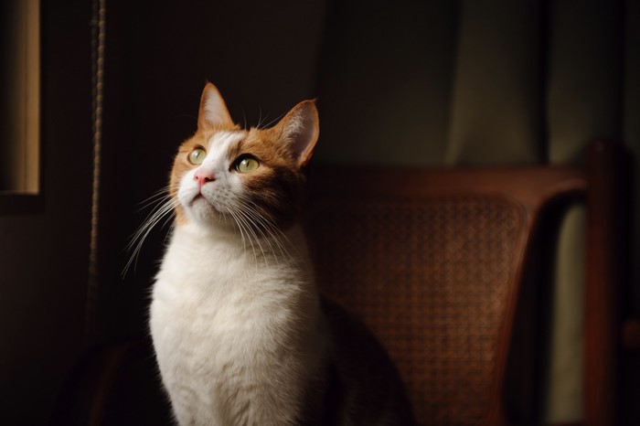 Orange and white cat looking up
