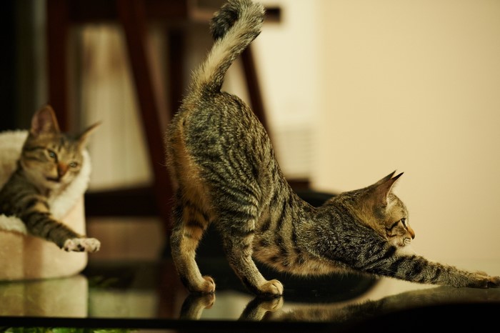 Two tabby cats stretching and resting