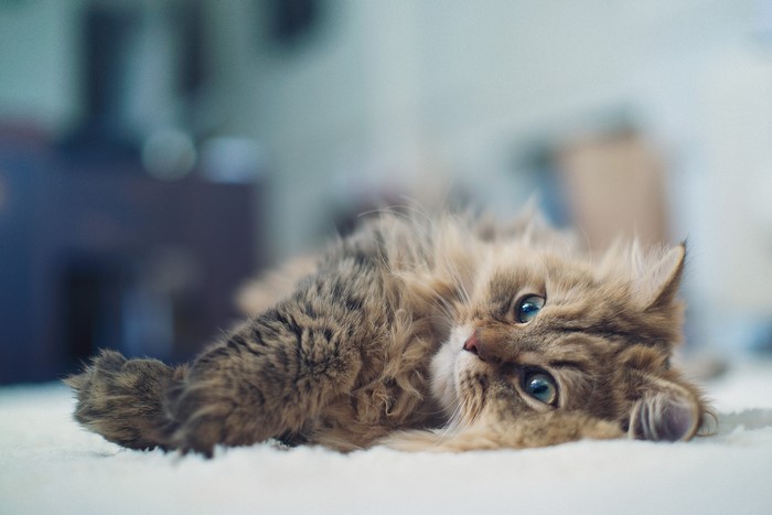 Fluffy cat lying on its side