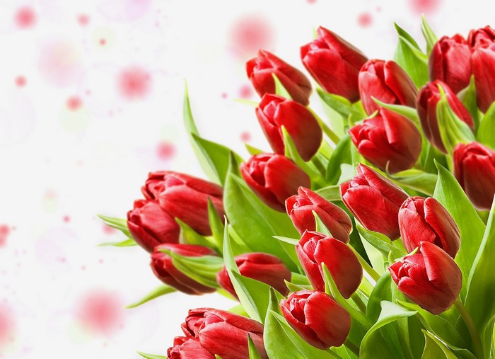 Red Tulips Bouquet