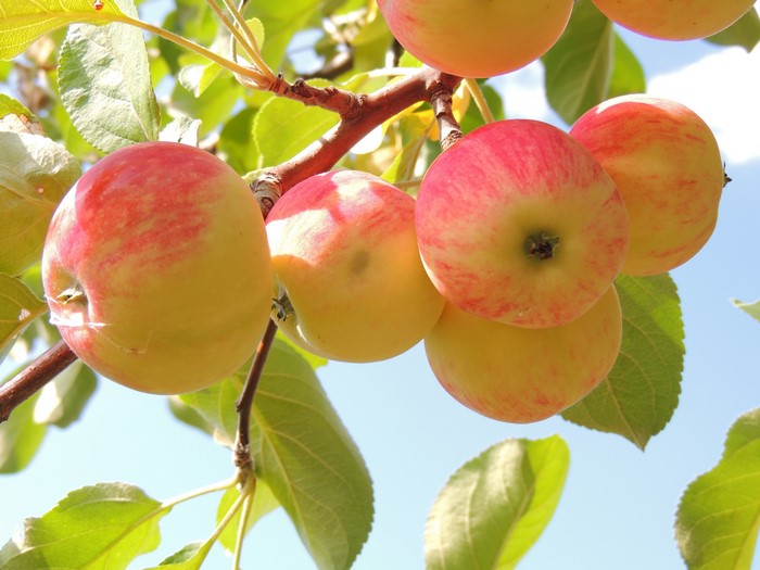 Apples on Branches