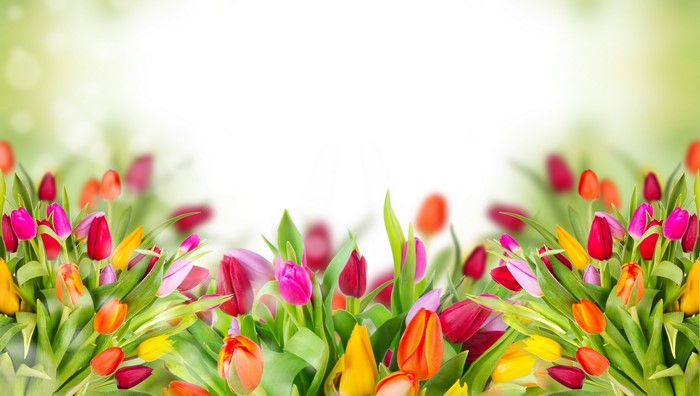 Many Tulips in Bloom
