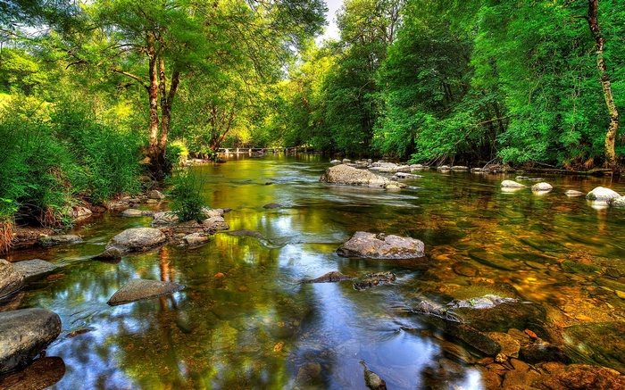 A clear river flows through a sunlit forest with rocks