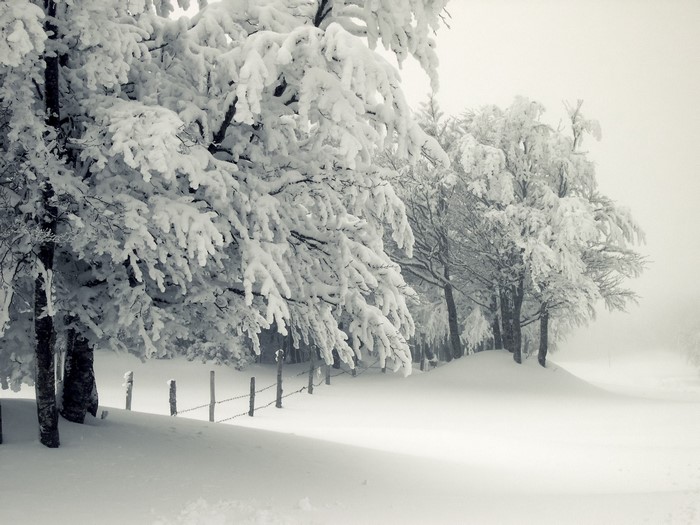 Snow-covered trees and fence in winter