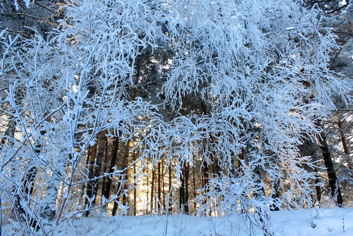 Snow-covered branches in a sunlit forest
