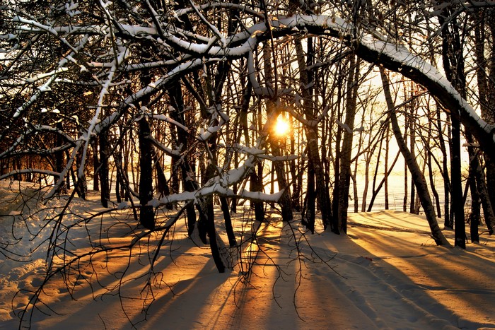 Sunlight through snow-covered trees in winter