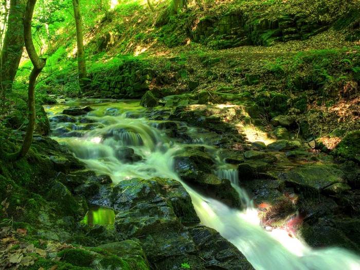 Mossy rocks and a stream in a green forest