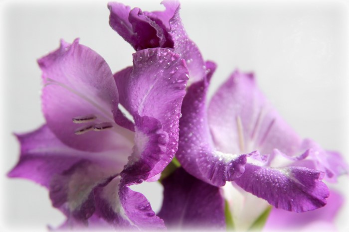 Close-up of purple gladiolus flowers with water droplets