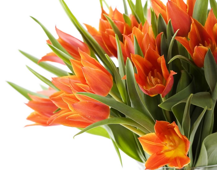 Orange Tulips