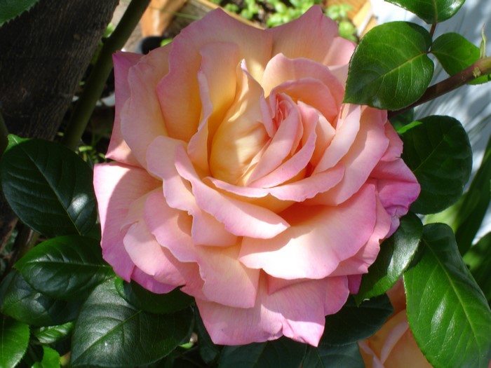 Pink and yellow rose with green leaves