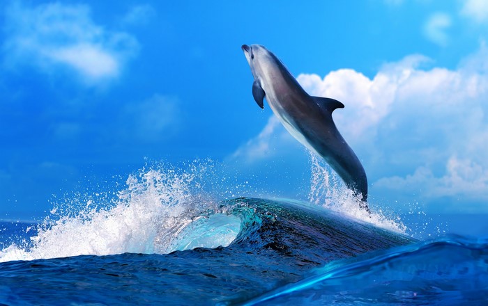 Dolphin jumping over a wave in the sea