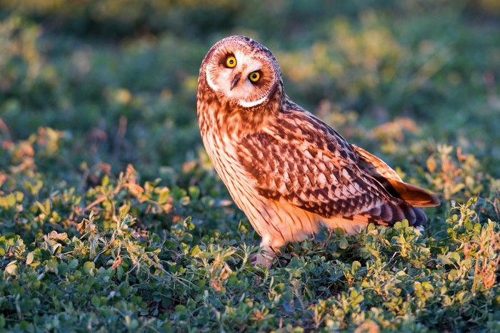 Short-eared owl perched on green clover field