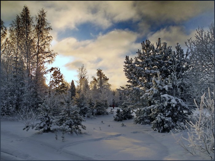 Snowy forest with trees and clouds