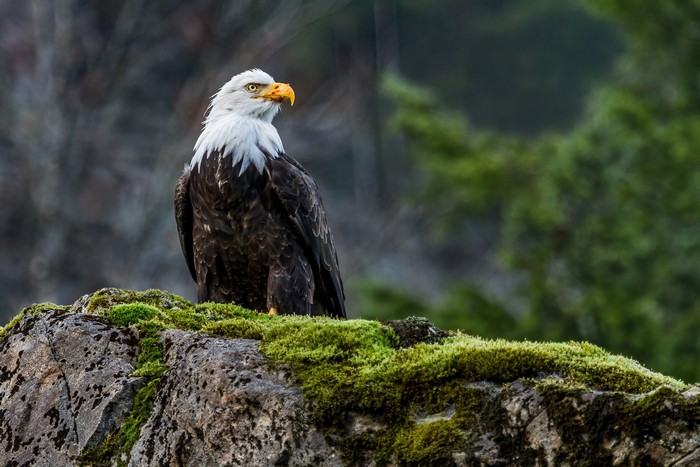 Bald Eagle perched on a mossy rock