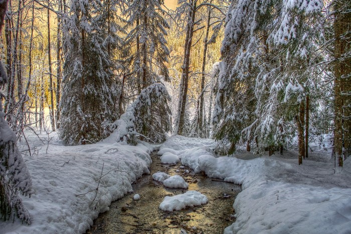 Snowy forest with a stream and sunlight