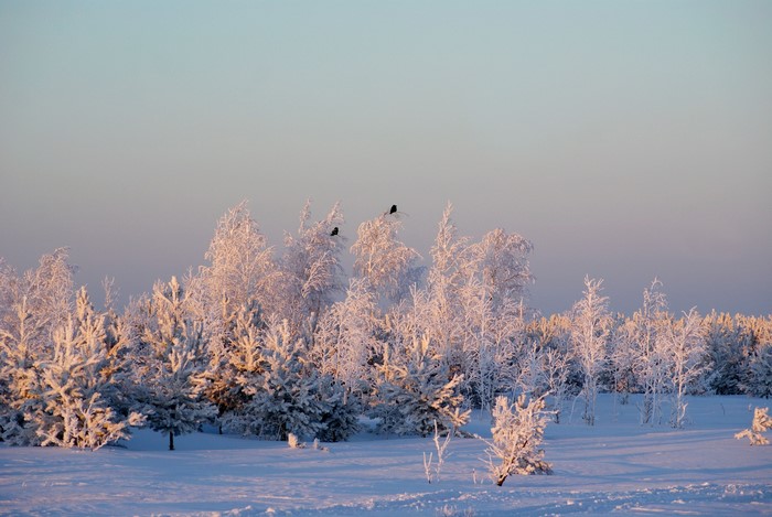 Snow-covered trees and birds in winter landscape