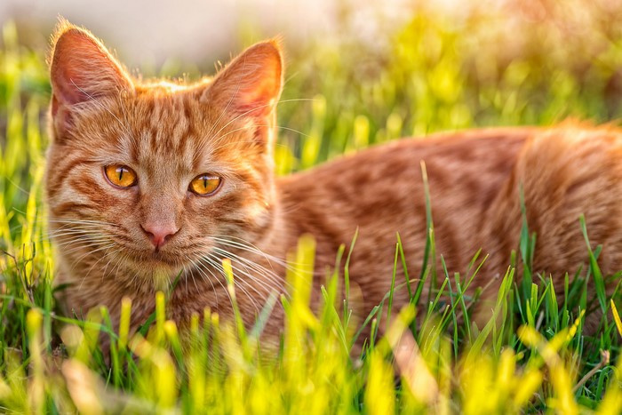 Orange tabby cat lying in green grass