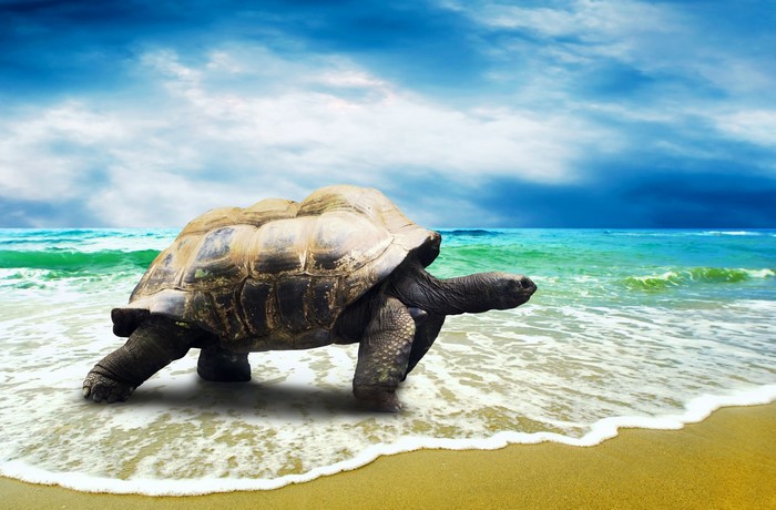 Giant tortoise walking on a beach with waves