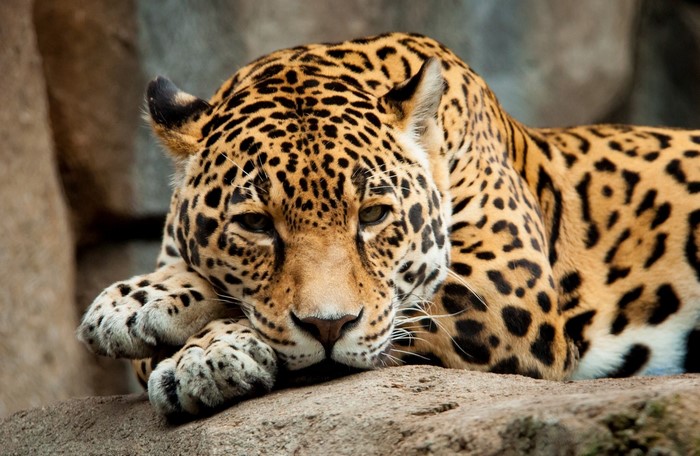 Jaguar resting on a rock
