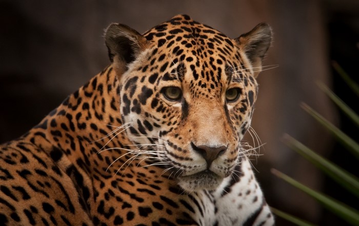 Close-up of a Jaguar's face with spotted fur