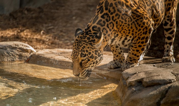 Jaguar drinking water from a pool