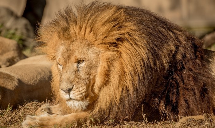 Lion with a large mane lying down
