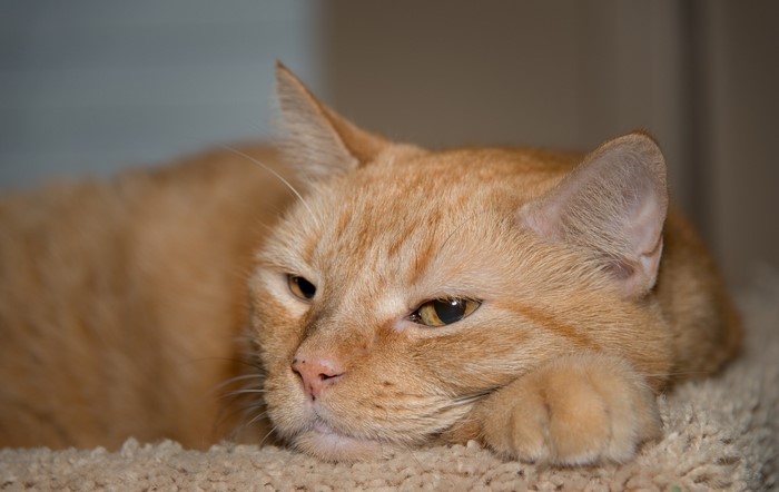Orange cat resting its head on its paw