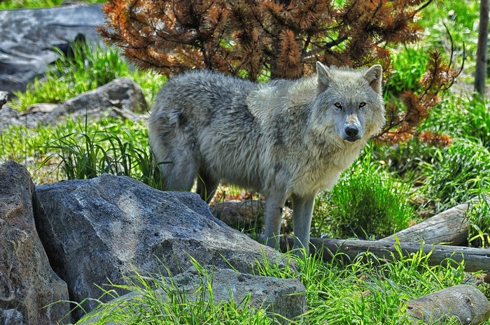 Wolf standing in grass near rocks and trees