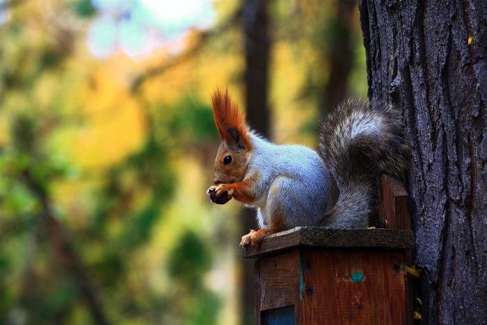 Squirrel eating nut on a birdhouse attached to a tree