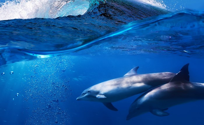 Two dolphins swim underwater near a breaking wave