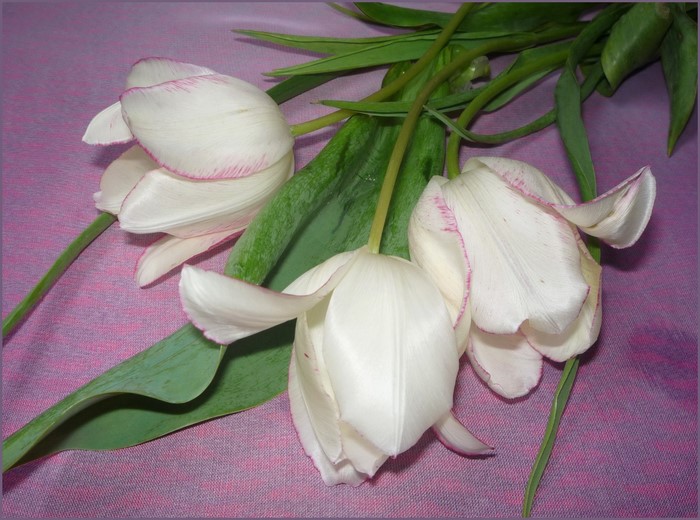 White tulips with pink edges on a purple background