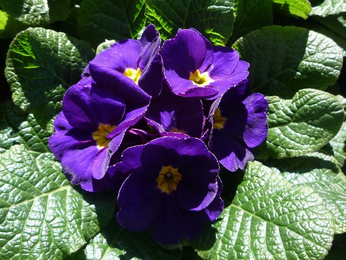 Purple Primrose Flowers with Green Leaves