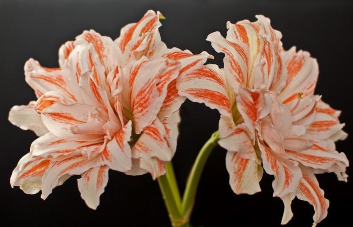 Double-flowered Amaryllis with red stripes