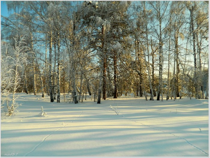 Winter forest with snow-covered birch and pine trees