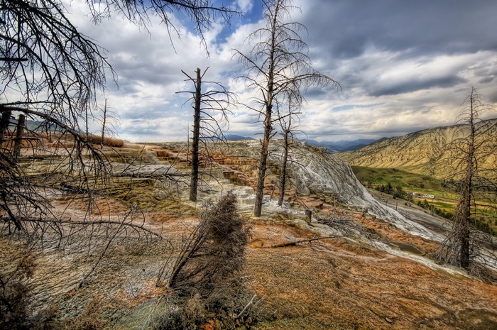 Dead Trees in Yellowstone National Park