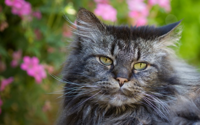 Close-up of a fluffy gray cat with green eyes
