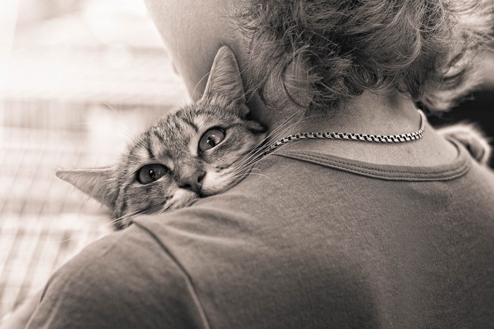 Cat resting on a person's shoulder