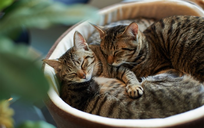 Two tabby cats sleeping in a cat bed
